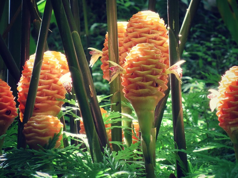 big island hawaii plants