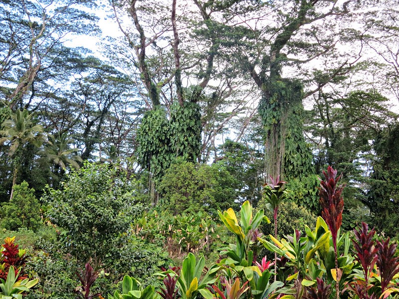 hawaii tropical botanical garden the big island