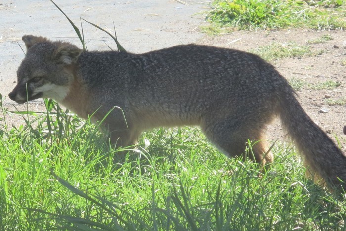 Channel Islands Fox