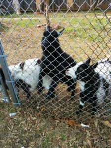 goats in richmond va geocache