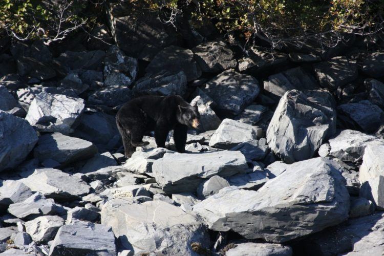 black bear kenai fjords alaska