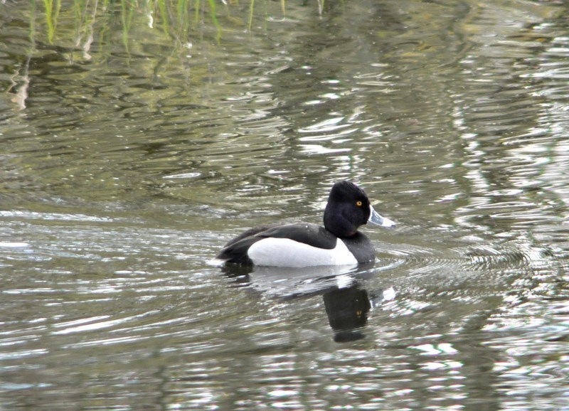 things to do in north dakota lake ilo national wildlife refuge