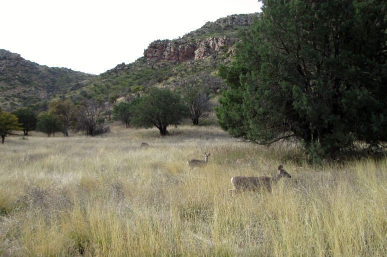 deer chiricahua national monument