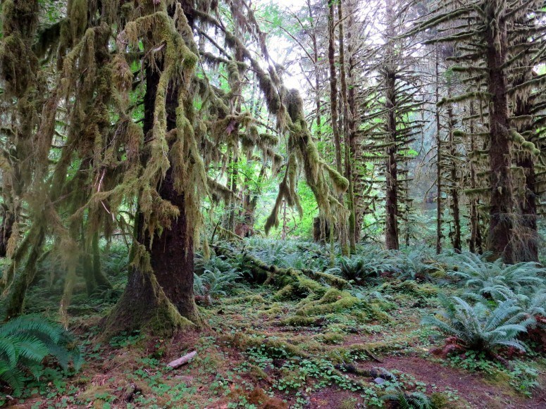 Hoh Rainforest - Get the full scoop on Hoh trail hiking in Olympic National Park Washington. The park is HUGE, but this guide summarizes each reason and what not to miss. Try the mountains in Hurricane Ridge, Elwha Canyon dry forest, Hoh rainforest, and Ruby Beach near Forks Washington. Enjoy these hikes, wildlife, hot springs, and more.