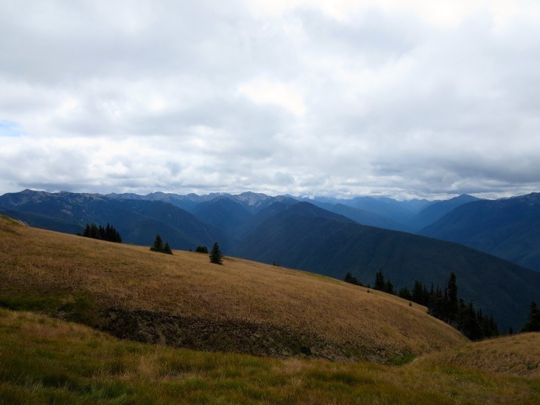 Hurricane Ridge | Olympic National Park | Olympic Peninsula