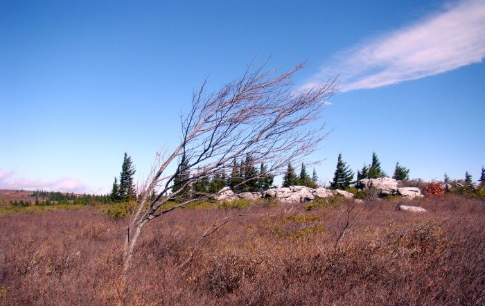 dolly sods tree