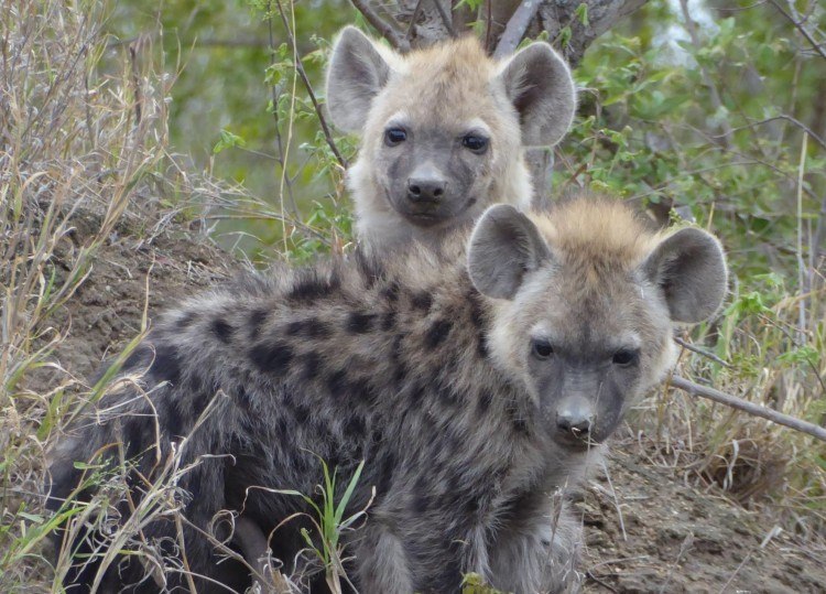 hyenas in south africa safari packing list