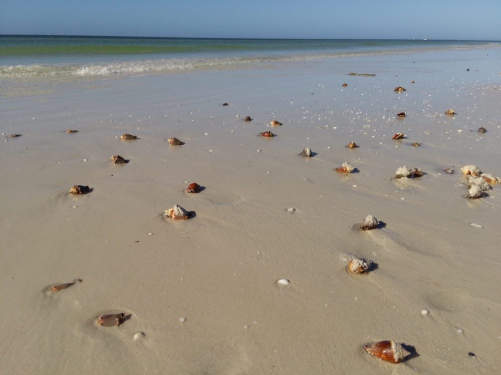 Siesta Key beach Florida