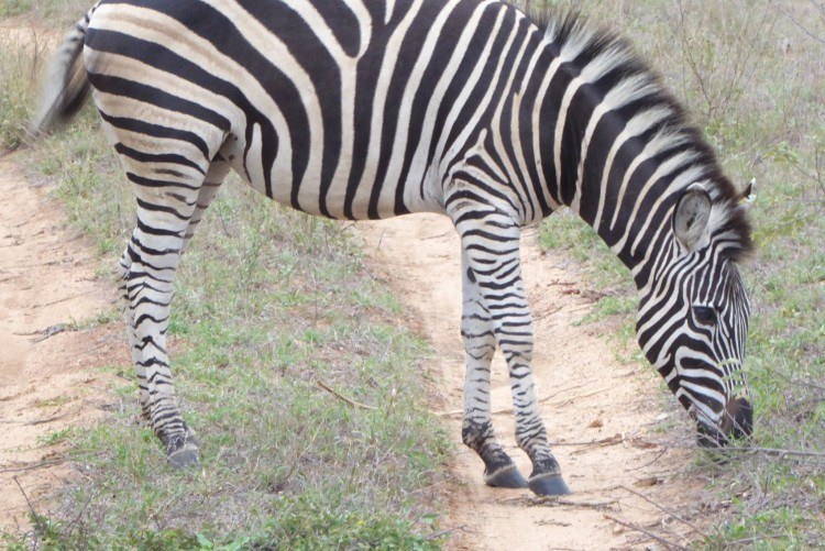 zebra as seen on a south african safari