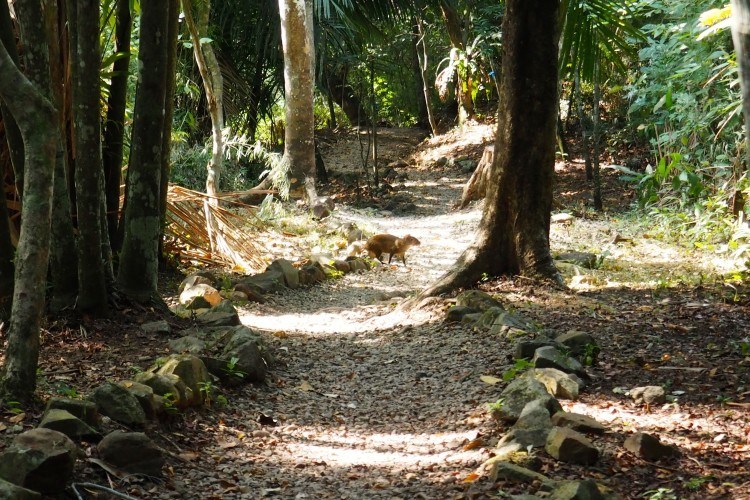 agoutis parque metropolitano panama city