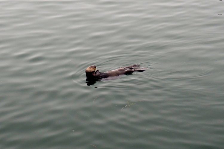 Sea Otters in Morro Bay