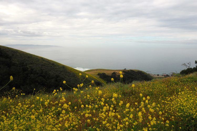 california coast pismo preserve