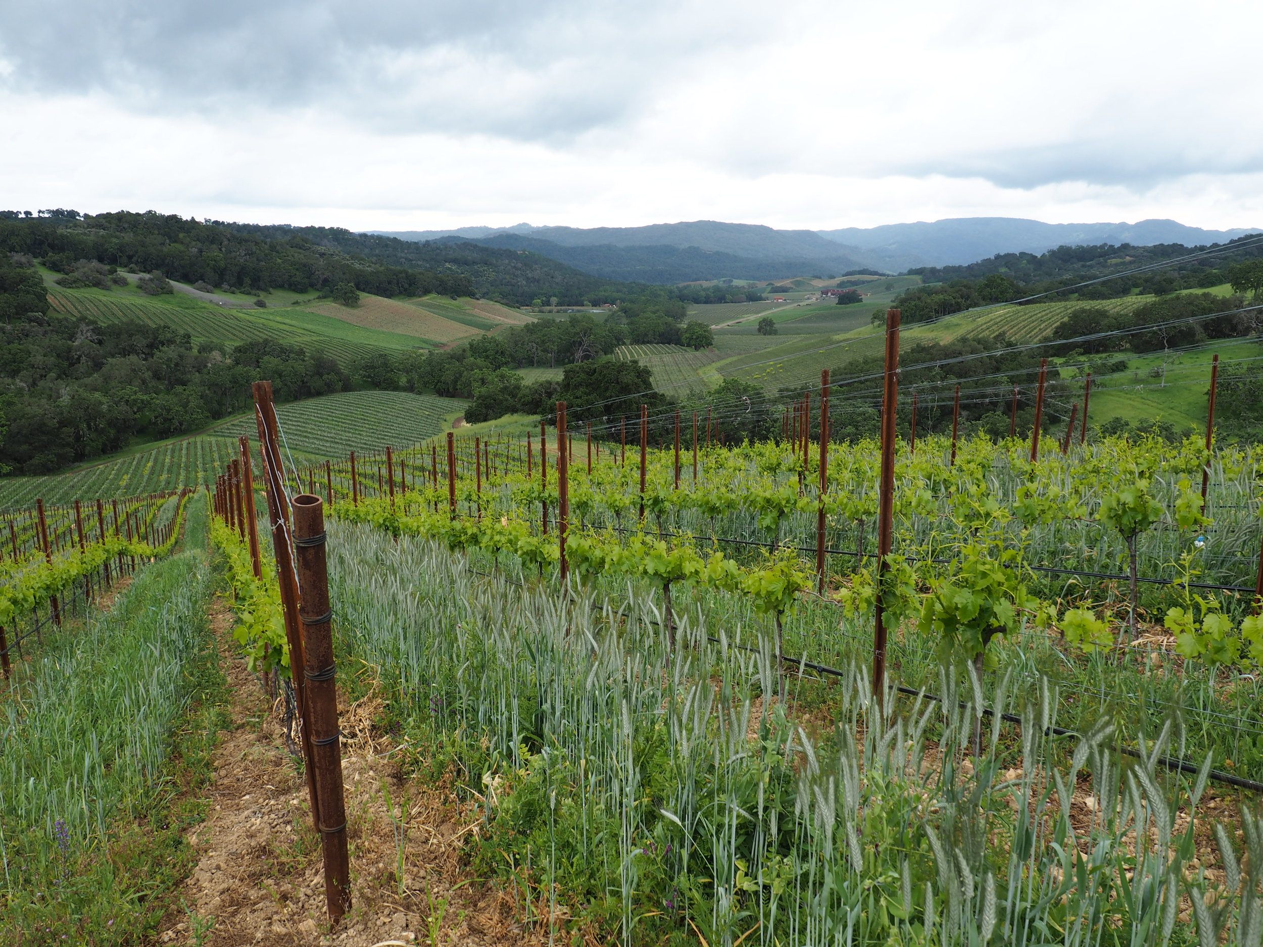 wine safari paso robles