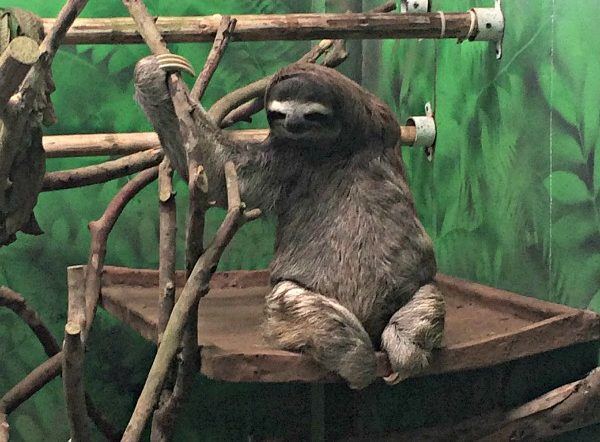 costa rica sloth sanctuary