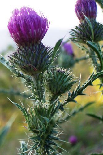 shenandoah flowers