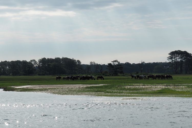 ponies chincoteague va