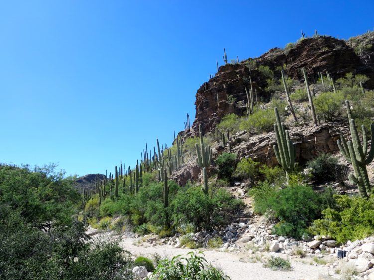 Sabino Canyon. I love it.