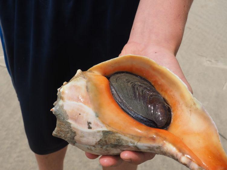 wachapreague va barrier island seashells