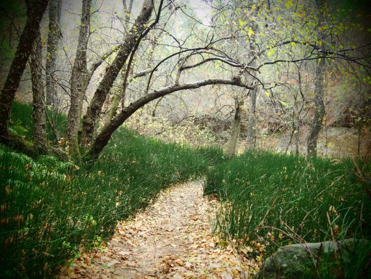 Along the West Fork Trail, north of Sedona, on a rainy afternoon