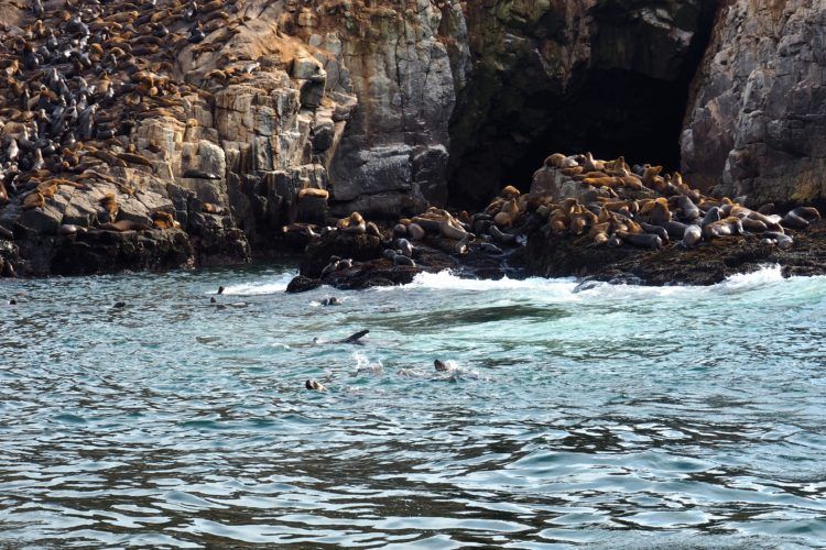 Sea lion colony on Islas Palomino