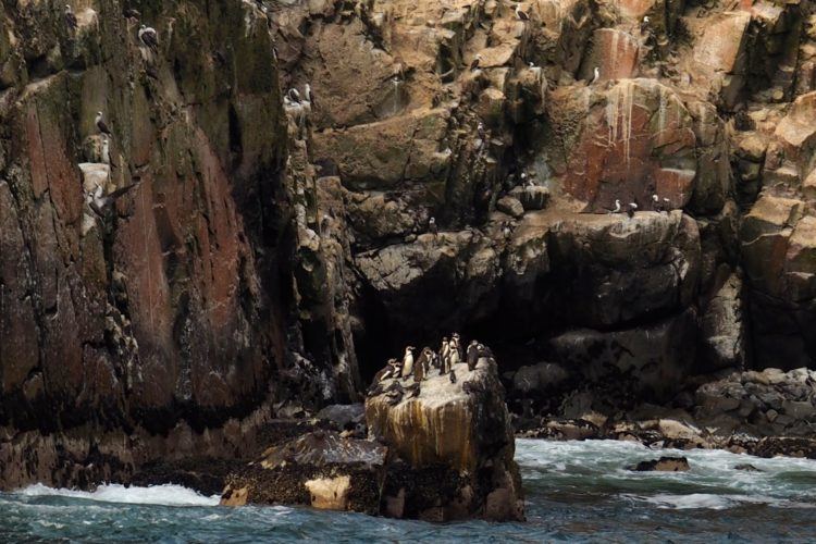 humboldt penguins islas palomino peru