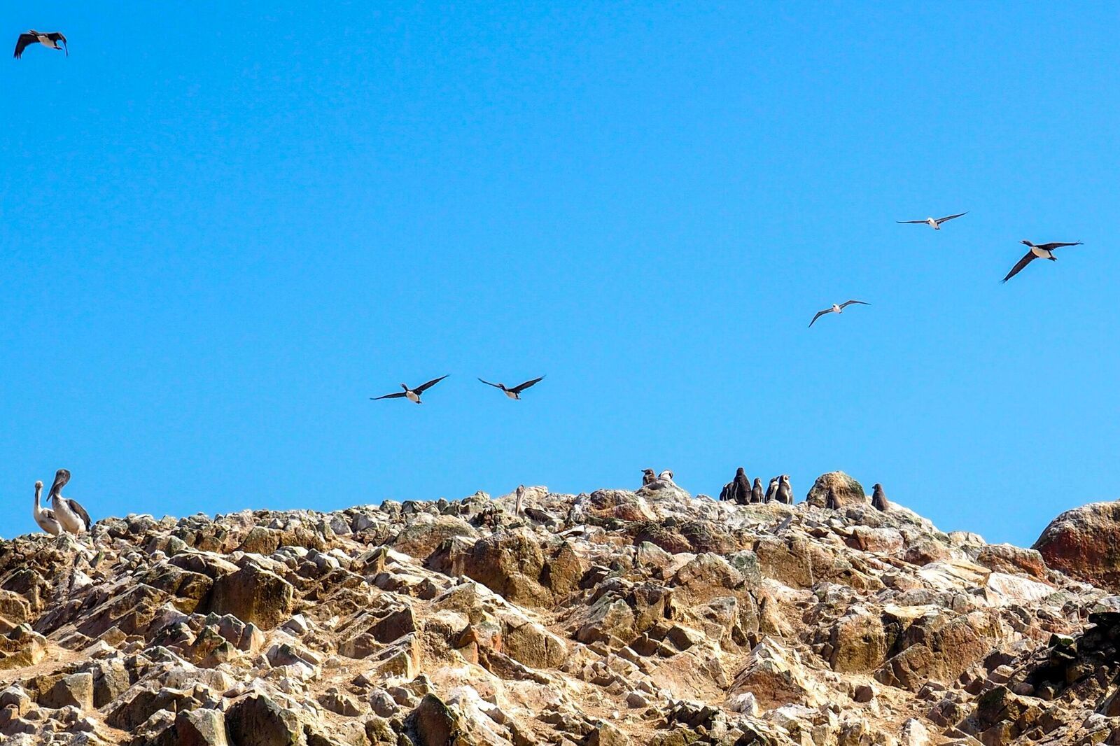 ballestas islands penguins