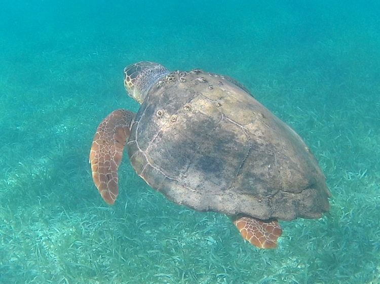 sea turtle scuba diving in placencia belize