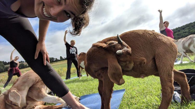 girl doing yoga pose with goat next to her