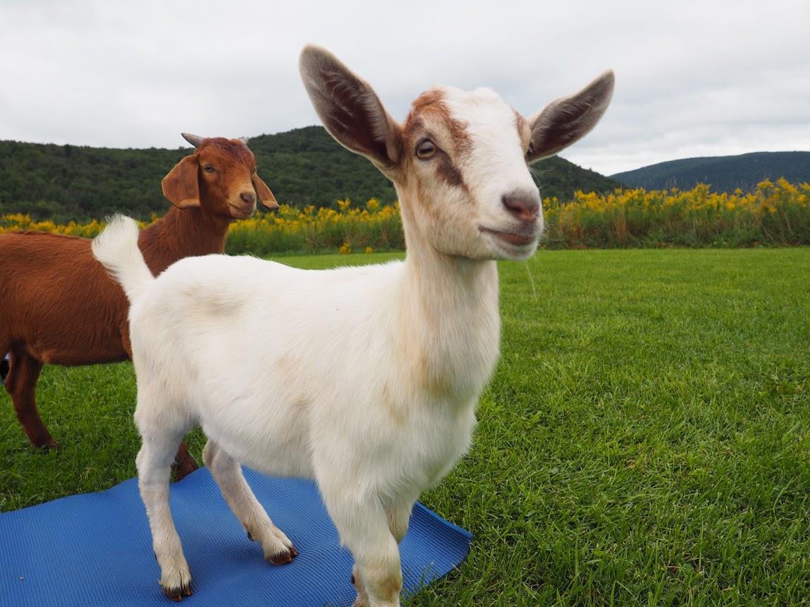 two goats on a yoga mat near corning ny