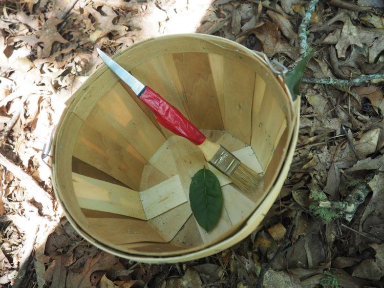 foraging in asheville nc basket and brife