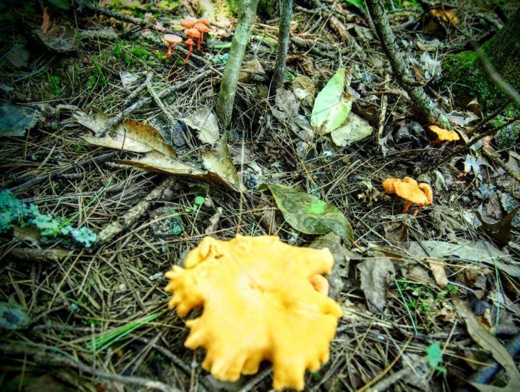 Jackpot! An abundance of chanterelle mushrooms while foraging in Asheville NC.