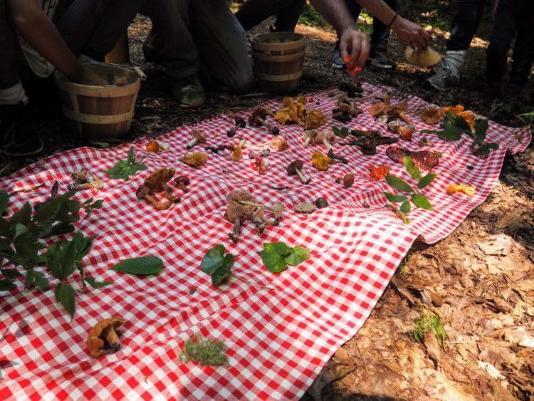 foraging in asheville nc - PICNIC BLANKET