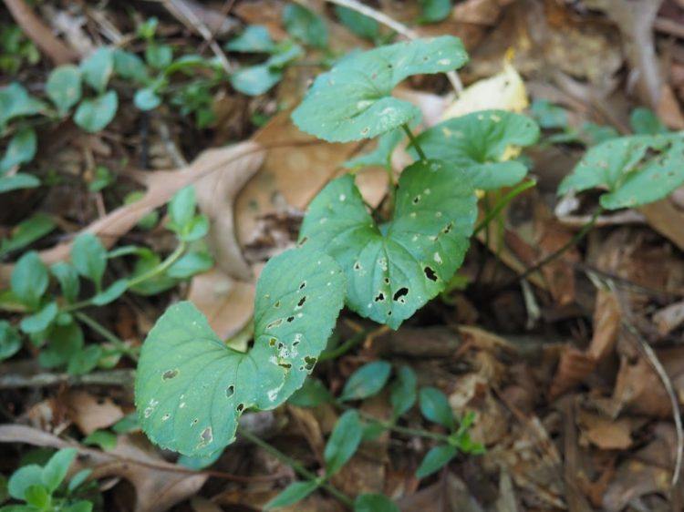 foraging in asheville nc - VIOLETS are edible