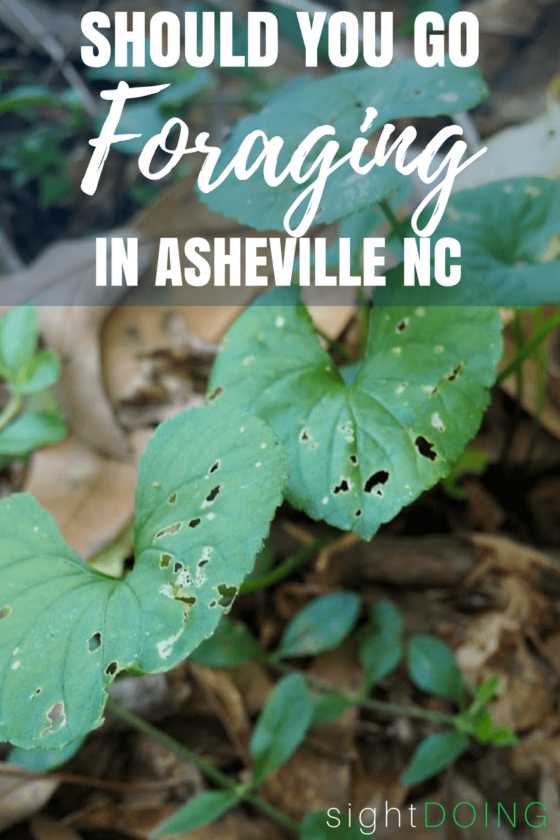 Have you ever tried foraging for food? Grab a basket and join this tour for beginners in Asheville North Carolina, definitely one of the most unique things to do there!