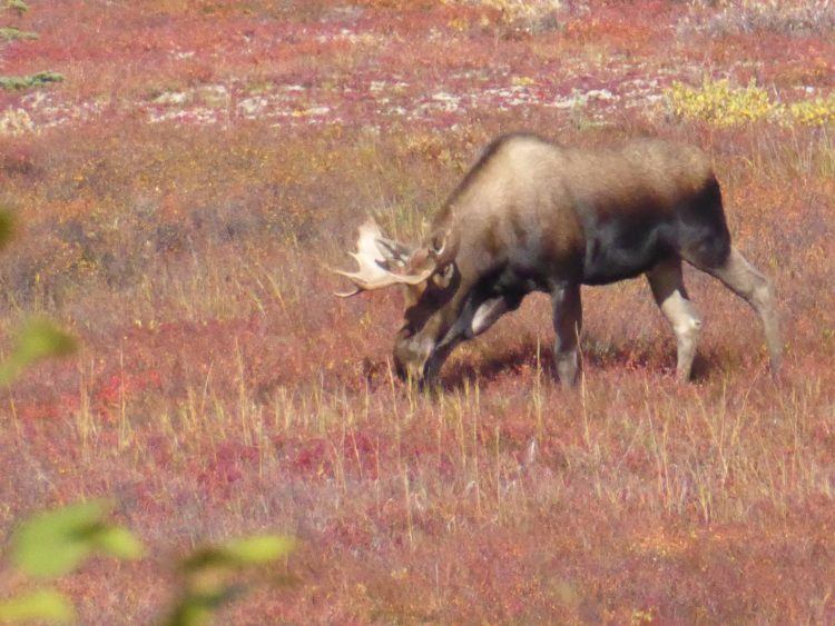 where to see wildlife in alaska / moose in denali