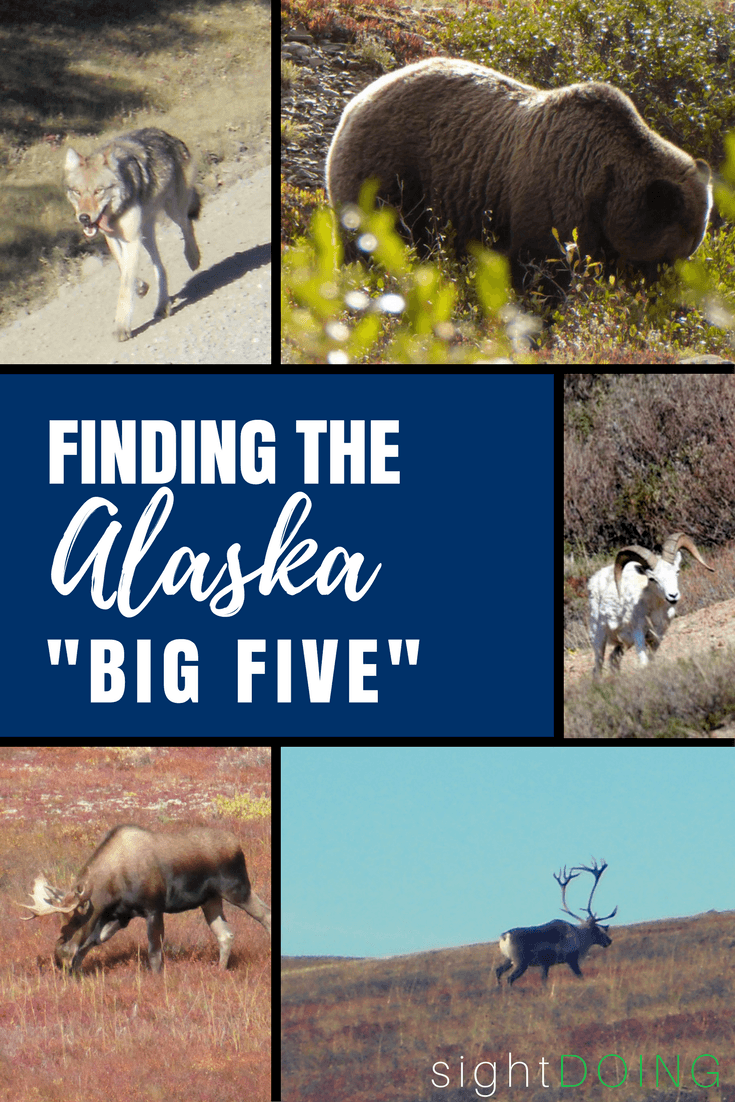 Where to See Wildlife in Alaska Bears, Moose & More — sightDOING