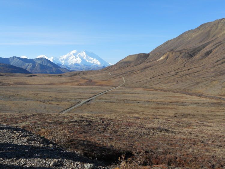 denali national park road (where to see wildlife in alaska)