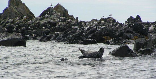 harbor seals where to see wildlife in alaska