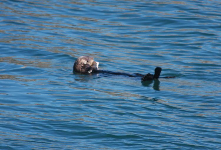 otters in kenai / where to see wildlife in alaska