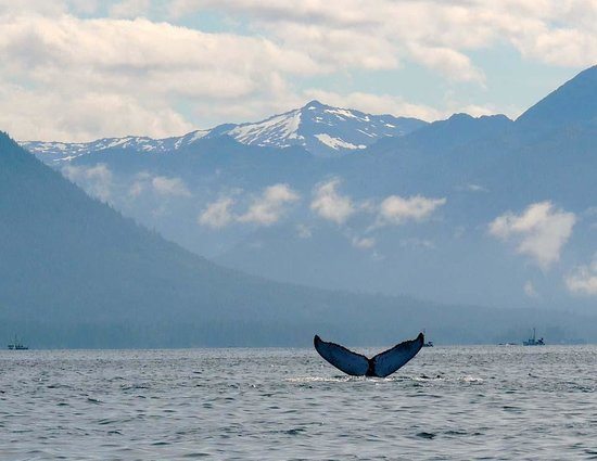 sitka humpback whale where to see wildlife in alaska