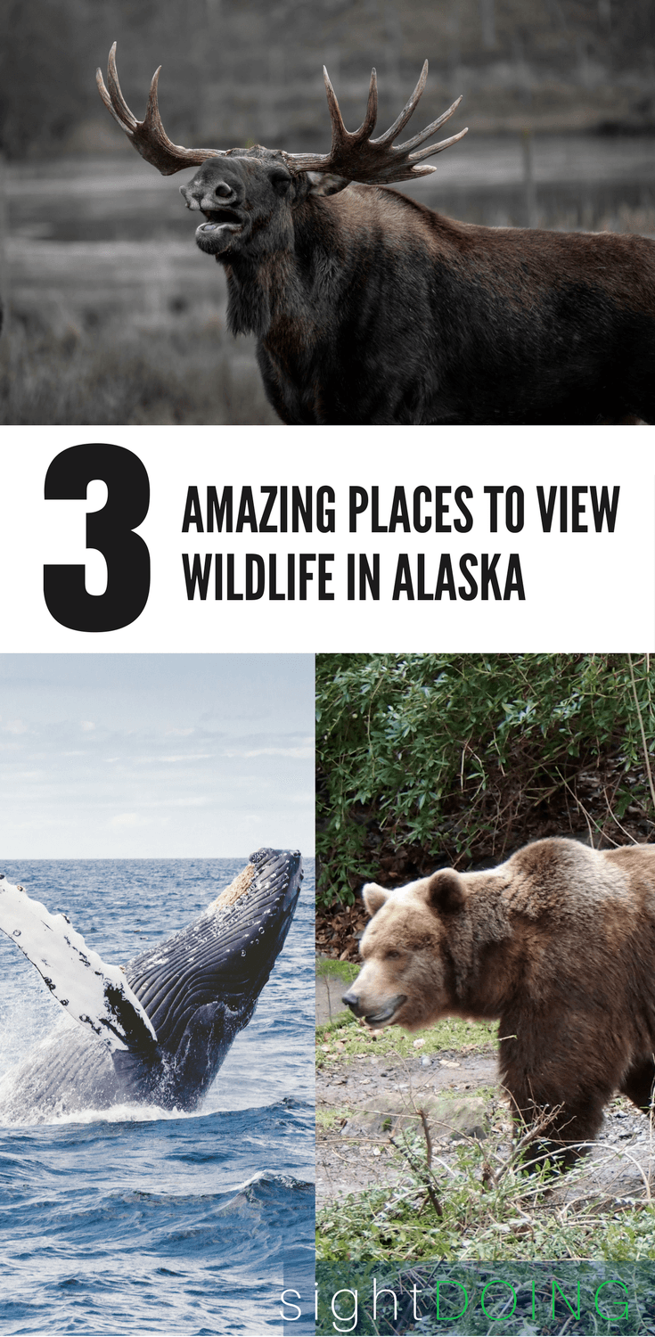 Travel to Alaska is amazing -- find out where to spot wildlife (easily and cheap!) for gorgeous photography and once in a lifetime moments. Ideas for cruise, Anchorage day trips, and other spots for your summer vacation.