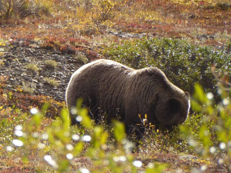 grizzly bear in denali