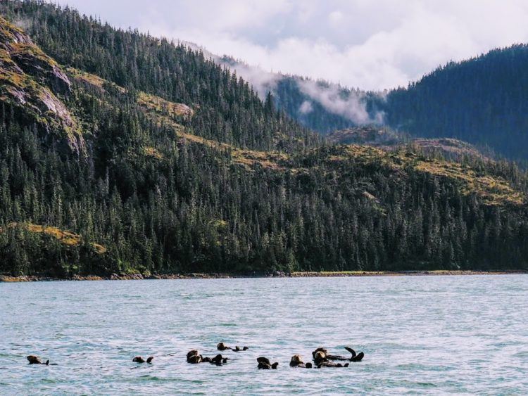 kayking in alaska - otters