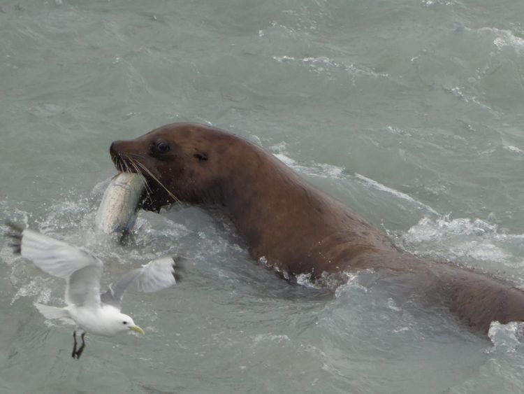 Lucky sea lion at Solomon Gulch, in Valdez AK