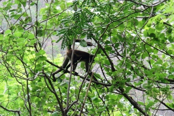 Spider monkeys on the riverbanks