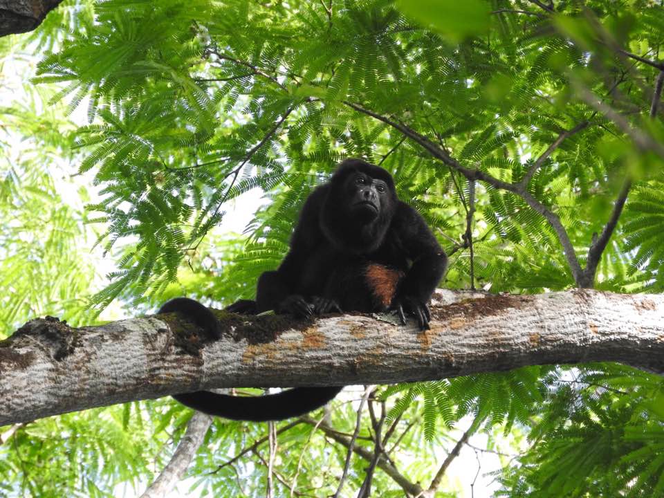 howler monkey werner sauter