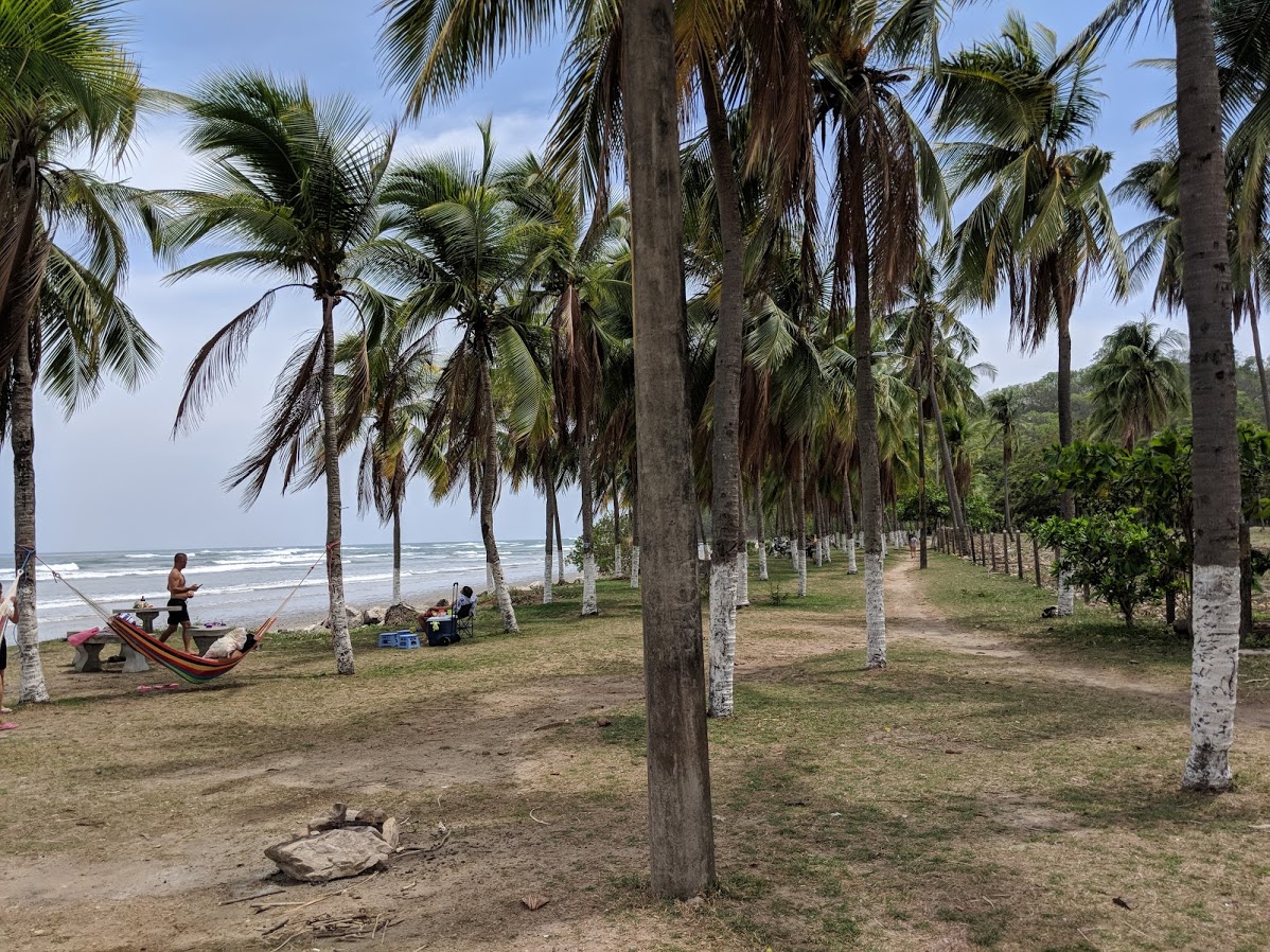 Palm Trees in Samara Costa Rica