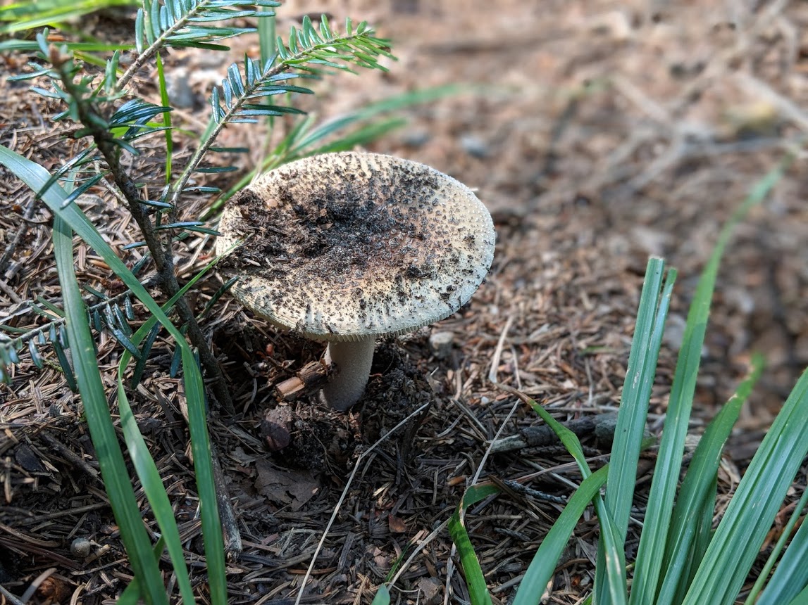 Mushroom, foraging in the forest outside Hotel Sepetna