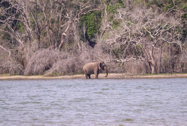 Elephant - Wilpattu National Park