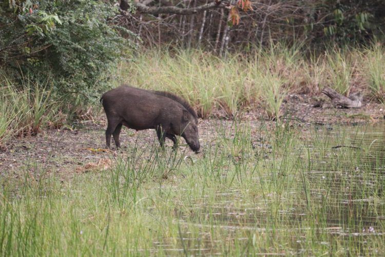 wild boar as seen on a wilpattu national park safari